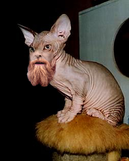 Hairy Hairless